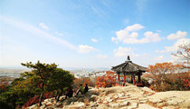 청량산 절터의 빈대